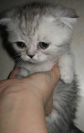 Котята Шотландские фолд и страйт Санкт-Петербург