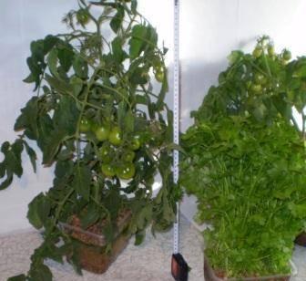 Доходное использование пустующих помещений.  Чебоксары