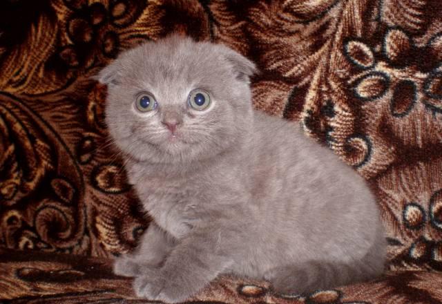 Котята шотландской вислоухой кошки Нижний Новгород