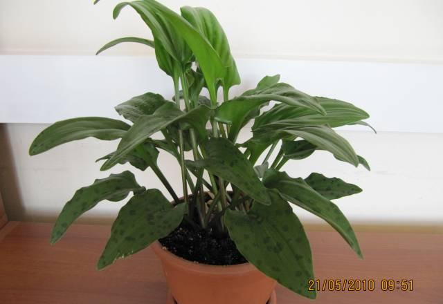 Комнатные растения Москва