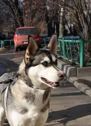 Сибирская хаски в дар Москва