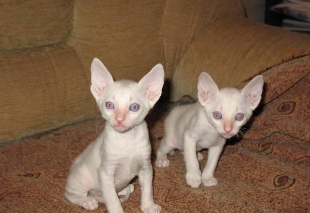 Королевские кудрявые котята породы Корниш-рекс Долгопрудный