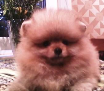 Pomeranian Маленький медвежёнок Москва