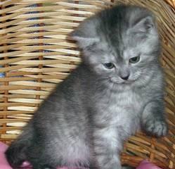 Британские клубные дымные котята Москва