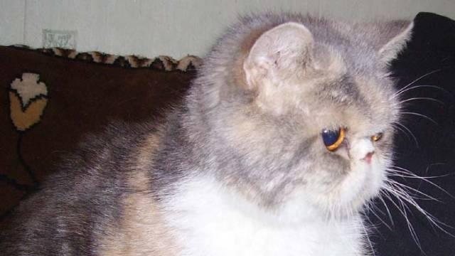 Экзотическая кошка в добрые руки Москва