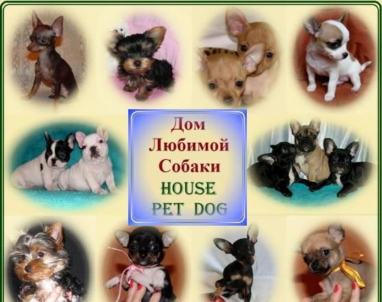 "Дом Любимой Собаки" - "house PET DOG" предлагает Москва