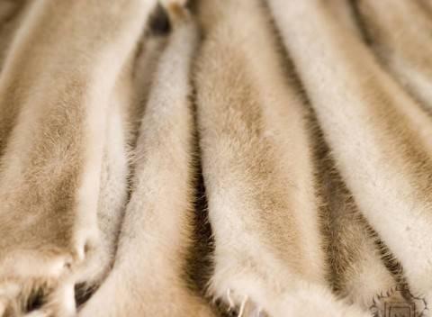 Продам набор шкурок норки цвет паломино Москва