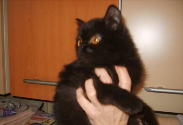 Черный как ночь экзотический короткошерстный котик Москва