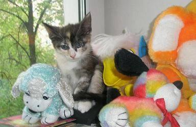 Котёнок-лисёнок, ласковый,мурчащий,игривый Москва