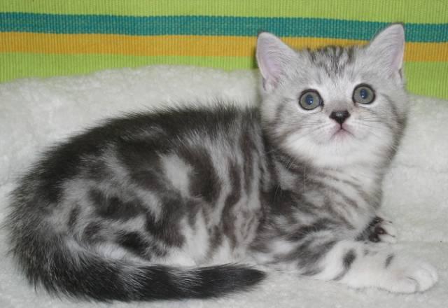 Шотландские котята серебристые (вискас) и голубые Москва