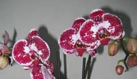 Орхидея Фаленопсис домашняя, дешево Москва