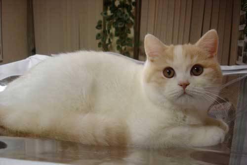 Породистые котята недорого шотладцы и британцы Москва
