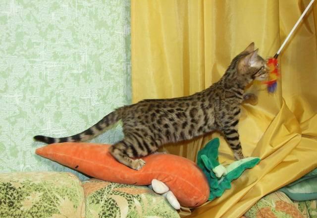 Продаю бенгальских котят (снег, серебро, золото) Москва