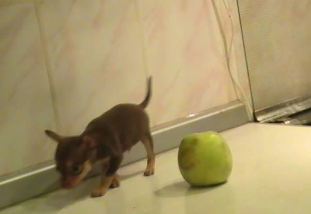 Микро миник,миник той терьер Челябинск