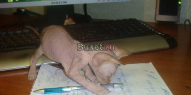 Девочка Энгельс