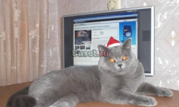 Кот голубой скоттиш-страйт по кличке Баюн ждёт кош Нижний Новгород