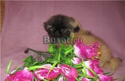 Пекинесы щенки + подарки Москва