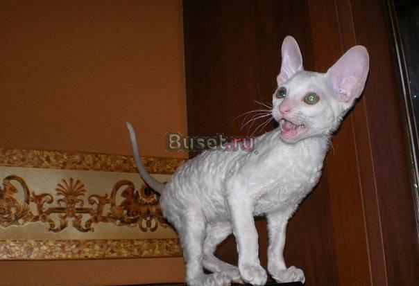 Котята корниш-рекс Санкт-Петербург