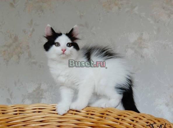 Уникальный котенок с чудесным хвостенком Москва
