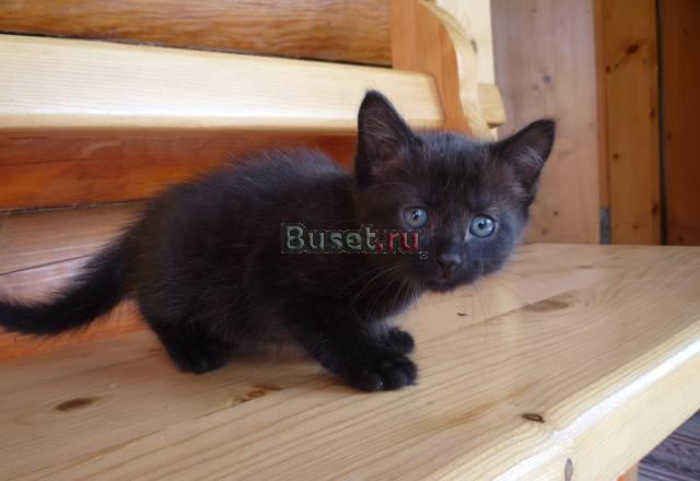 Сибирские котята в добрые руки Санкт-Петербург