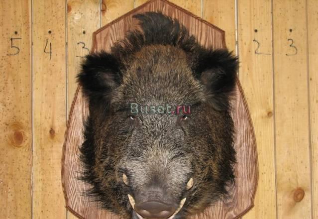 Чучело Голова кабана Москва