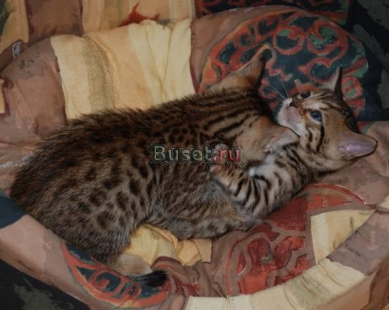 Котята бенгальской породы Москва