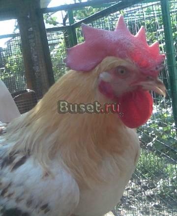 Куры  хайсекс Курск