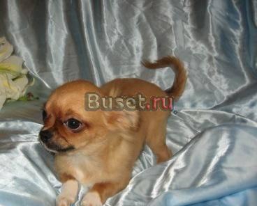Продаются д/ш чихуахуа Москва