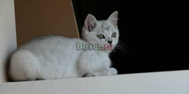 Британские к/ш котята Санкт-Петербург