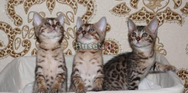 Бенгальские котята Москва