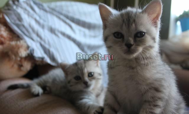 Котята Смоленск