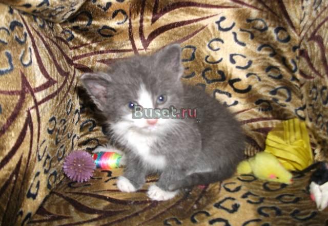 Отдам в хорошие руки котенка Санкт-Петербург