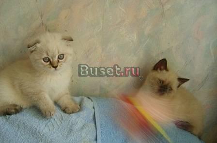 Скоттиши фолд истрайт 2мес.колорПойнт Москва