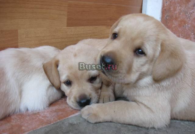 Щенки лабрадора с документами, клеймом Краснодар