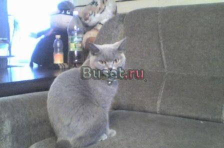 Отдаю британцев Раменское