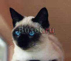 Приму в дар котенка Москва