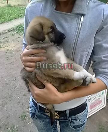 Щенок немецкой овчарки Москва
