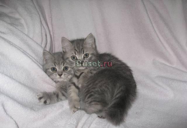 Скотиш-страйт распродажа Москва