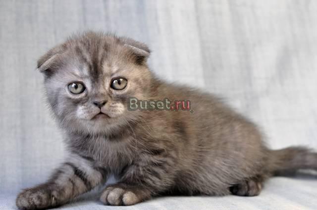 Кошечка высоких породных и артистичных данных Санкт-Петербург