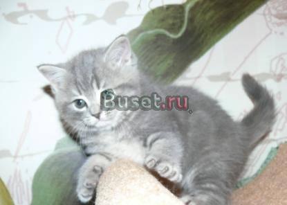 Короткошерстные плюшевые котята Москва