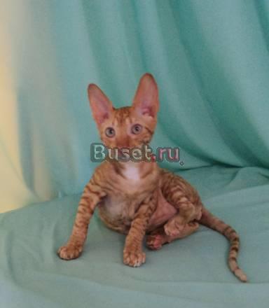 Котятки рексы Москва