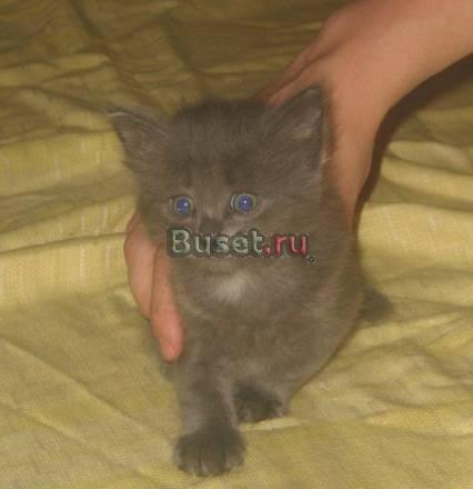 Котёнок-мальчик Феликс в добрые руки Саратов