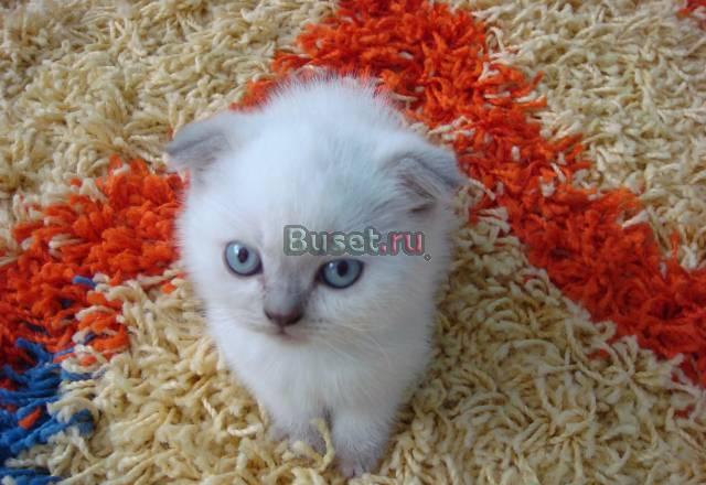 Шотландские вислоухие и скотиш-с Санкт-Петербург