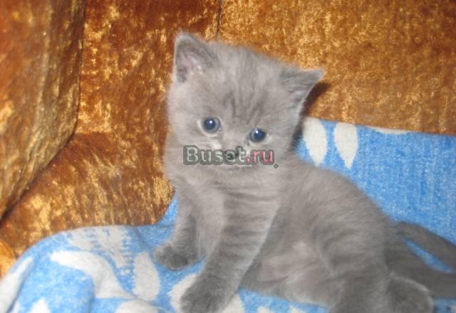 Британские голубые котята Москва