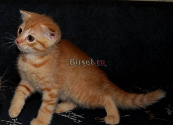 Рыжий вислоухий котенок Тольятти