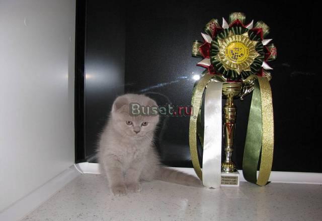 Шотландский вислоухий котенок Москва