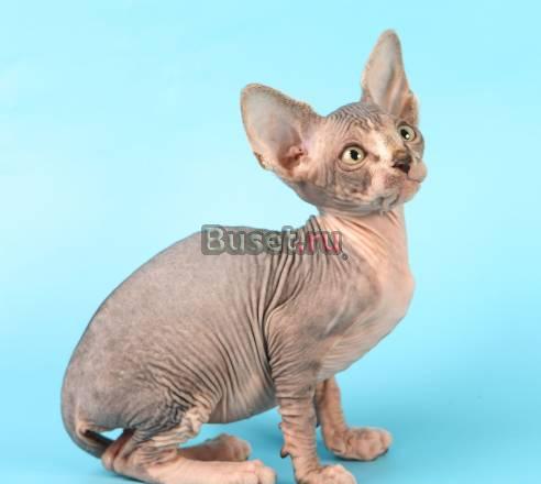 Котенок сфинксенок Москва