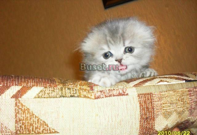 Котята страйты и фолд за 3.500 и 2.500 Москва
