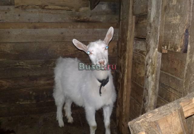 Козочка Всеволожск