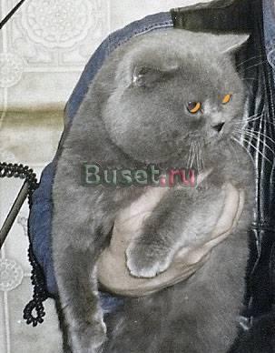 Голубые британцы Санкт-Петербург